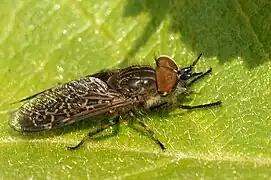 Haematopota crassicornis