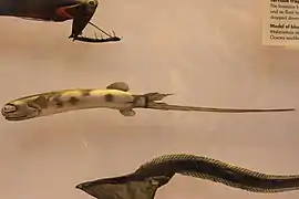 Gigantura chuni (reproduction)