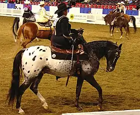 AraAppaloosa en monte western
