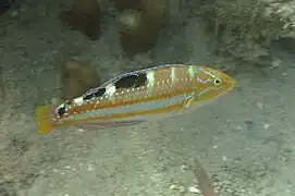 Halichoeres radiatus