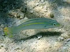 Halichoeres zeylonicus