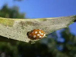 Quelques coccinelles se nourrissent des spores du Mildiou et d'autres champignons, dont Halyzia sedecimguttata