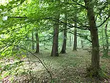 sous-bois de gros charmes et de chênes