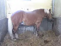 Bai silver (milieu des membres noir, liseré noir sur les oreilles, crinière et queue claires)