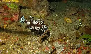 Jeune adulte (Sulawesi, Indonésie)