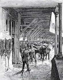 Harnachement des chevaux