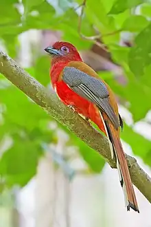 Trogon à tête rouge