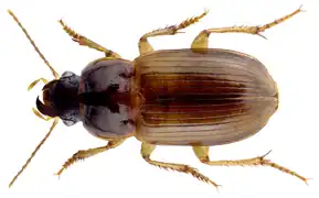 Harpalus parvulus.