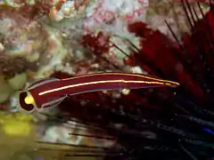Diademichthys lineatus, un symbiote à tendance parasite.