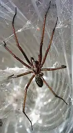 Tégénaire des maisons