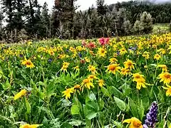 Arnica cordifolia (Montana, États-Unis).