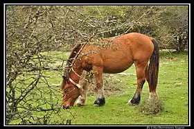 Cheval Burguete bai en semi-liberté à Urbasa dans la Navarre