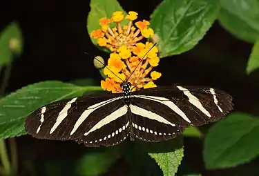Heliconius charithonia
