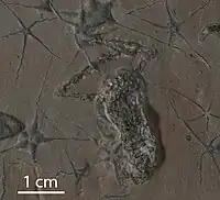 Hellerocaris falloti