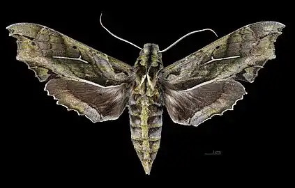 Avers de la femelle(coll.MHNT)