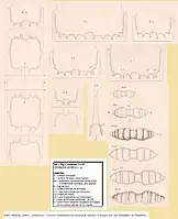 Hemiaulus proteus(d'après Peder Heiberg 1863)