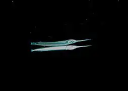 Un demi-bec (Hemiramphus far) de nuit, avec son reflet.