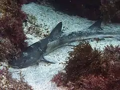 Hemitriakis japanica.