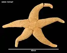 Henricia pagenstecheri