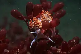 Un nudibranche Hermissenda crassicornis sur une Botryocladia pseudodichotoma