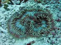 Heteractis aurora, une Stichodactylidae