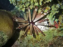 Forme brun-gris aux Maldives.