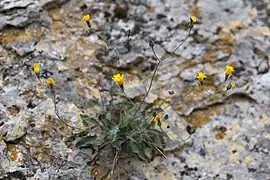 Épervière des murs poussant à travers une fissure de la roche à Aiguèze, eu France.