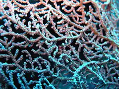 Hippocampe pygmée caché sur une gorgone Muricella plectana