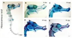 Radiographies d'un autre hippocampe
