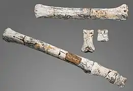 Hippotherium gracile métapode MHNT