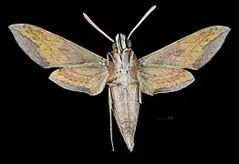 Revers de la femelle(coll.MHNT)