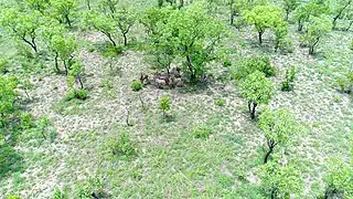 Hippotragues(Hippotragus_equinus) à Dassari