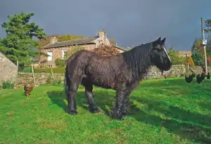 Dans un jardin, entouré de poules, un cheval avec énormément de poils se tient à l'arrêt.
