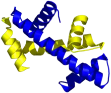 Structure tridimensionnelle de deux domaines histone-fold associés selon le motif de la poignée de main