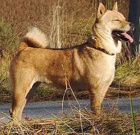 Un hokkaido d'un élevage polonais.