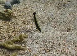 Hologymnosus annulatus juvénile