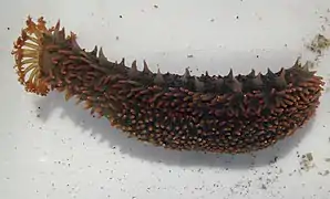 Holothuria viridiaurantia.