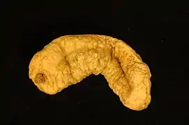 Holothuria austrinabassa