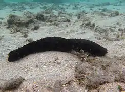 Holothurie noire de l'Indo-Pacifique (Holothuria leucospilota)