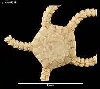 Homalophiura inornata (USNM)