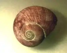 Homalopoma cunninghami.