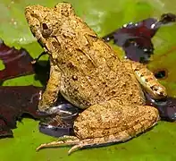 Hoplobatrachus tigerinus