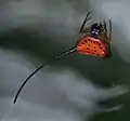 Gasteracantha arcuata (dont il manque l'épine latérale droite)