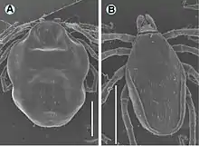 Deux tiques vues au microscope électronique à balayage.
