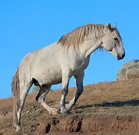 Nouvel Altaï gris dans la steppe de la Tchouïa, monts Altaï.