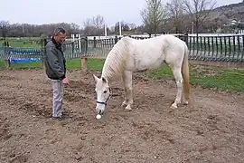 Un cheval blanc renifle un objet placé devant lui par un homme.