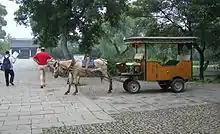 Attelage avec un petit cheval campé sur ses membres, les oreilles en arrière.