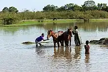 Deux chevaux et trois jeunes dans l'eau d'un lac.