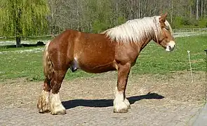 Cheval roux et blond vu de profil.