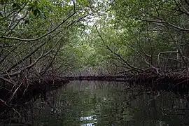 Le Taco, près de l'accueil des visiteurs du parc (Nibujón (en))